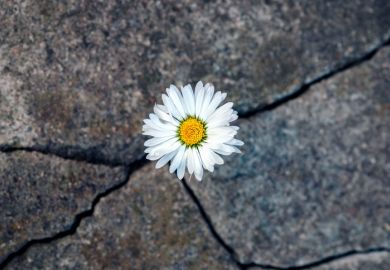 A daisy grows out of a cracked slab, symbolising emerging strongly from the funding crisis