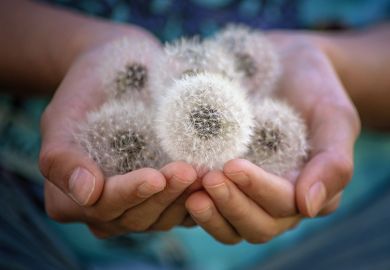 Dandelion heads Dandelion heads