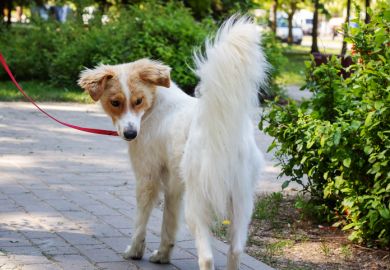 A dog looks at its tail