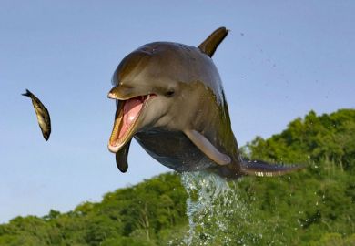 A dolphin leaping out of the water to catch a fish