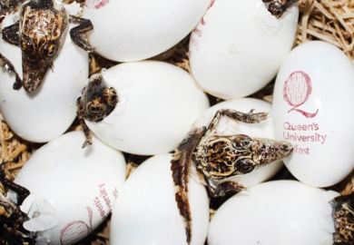 Queen's University Belfast's 'dragons'