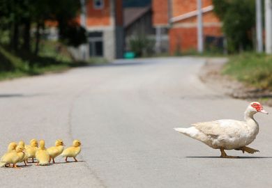 A mother duck crosses the road with her ducklings. To illustrate that university promotion policies reveal an emphasis on PhD recruitment and completions, rather than the need for high-quality support.