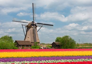Dutch tulip field