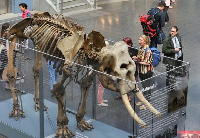 Travellers passing through Piccadilly Train Station are been treated to a display of Maharajah an Elephant skeleton, Manchester, UK, 6 June, 2019. 