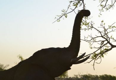 iStock_Elephant reaching for a branch