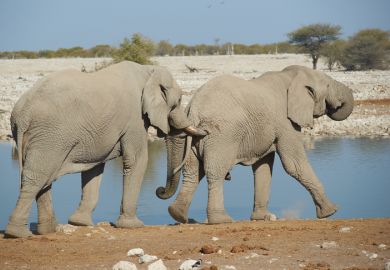 Elephants nudging
