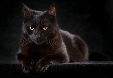 A black cat staring straight ahead