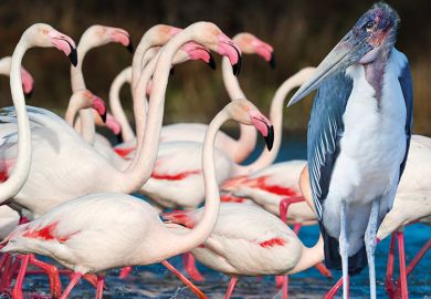 A group of flamingos and a Marabou stork A group of flamingos and a Marabou stork