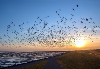 Flock of flying birds migrating