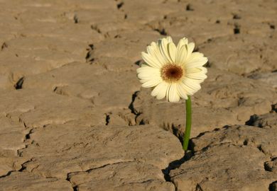 Flower growing from parched earth in desert