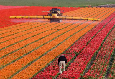 A man works in a huge flower-growing farm A man works in a huge flower-growing farm