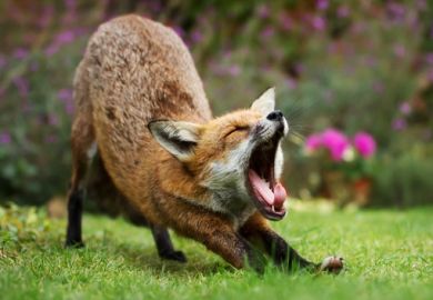 A fox yawning