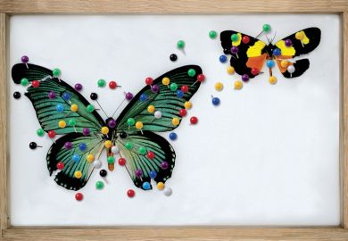 Framed butterfly collection (illustration)