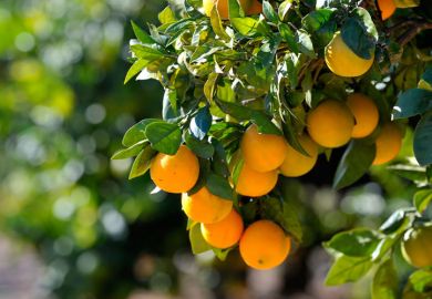 Fruit hanging from branches