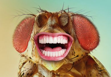A fly with a human mouth, laughing