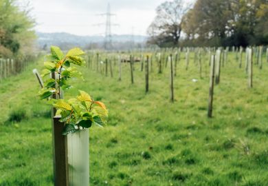  Tree nursery in the forest,