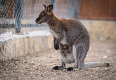 baby Wallaby kangaroo is seen inside the pouch of the mother kangaroo