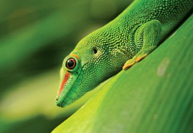 Green lizard sitting on plant