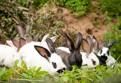 Group of rabbits grazing on leaves Group of rabbits grazing on leaves