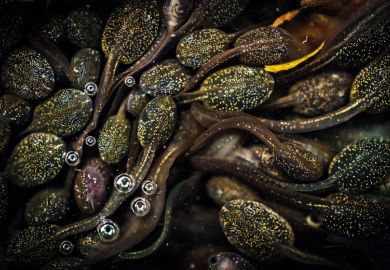 Group of writhing tadpoles, Jeanette Sakel, University of the West of England, British Wildlife Photography Awards Group of writhing tadpoles, Jeanette Sakel, University of the West of England, British Wildlife Photography Awards