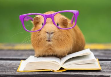 Guinea pig in glasses reading a book