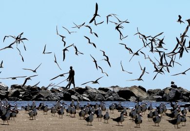 Many birds taking flight on a beach