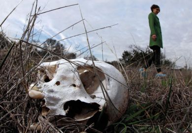 Human skull in grass Human skull in grass
