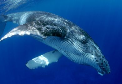 Humpback whale