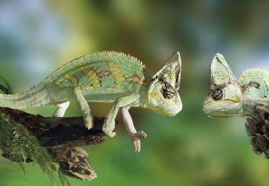 Chameleons