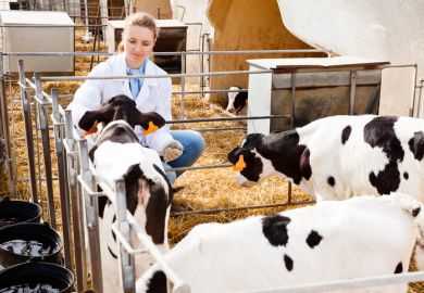 Young smiling female veterinarian inspecting calves in dairy farm