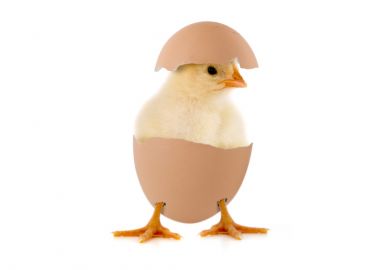 Chicken in an egg