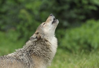 Howling gray wolf, Canis lupus, Germany, Europe