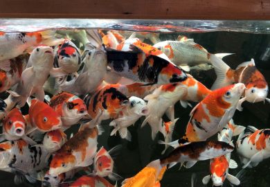 Koi carp