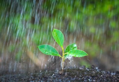 A seedling in the rain