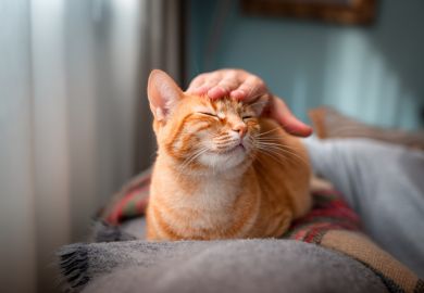 A hand strokes a ginger cat