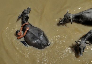 Shepherd with buffalo