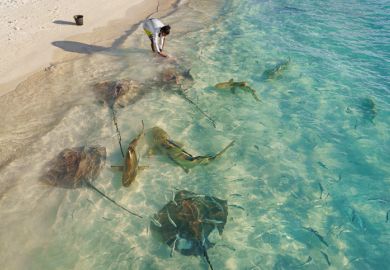 Feeding sea rays and sharks on the beach in Maldives.