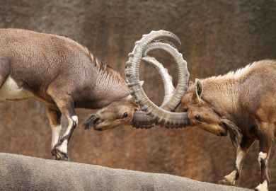 Two wild goats butting heads