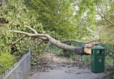 Tree blocking a path representing the block that the Covid lockdowns has placed in the way of women submitting preprints, gender inequality