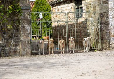 Five golden retrievers guard a gate