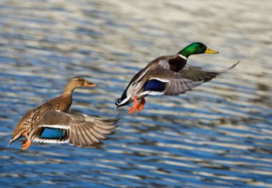 male and female ducks