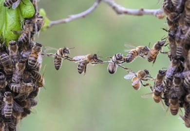 Bees form a bridge between two separate groups