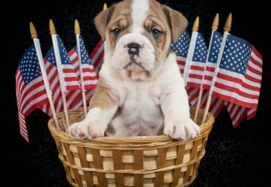 Dog in a basket with US flags
