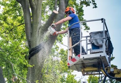 Worker felling the more than 500 year old "Emperor Beech" in Moers Schwafheim. 