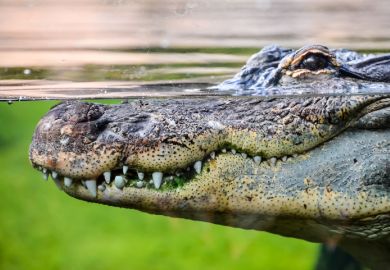 Crocodile, predator, predatory