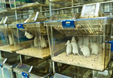 Experimental laboratory mice