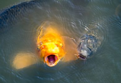 Biggest fish in the pond