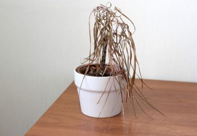 dying plant poor financial health