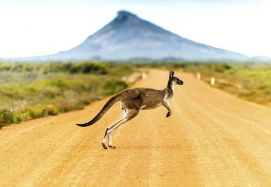 Australia bush kangaroo scrub outback desert