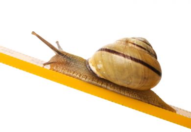 Snail